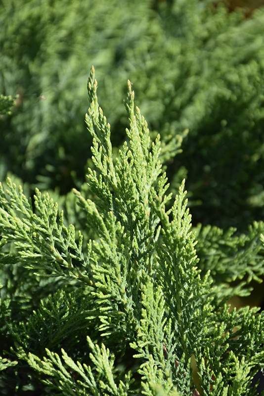 Tam Juniper (Juniperus sabina 'Tamariscifolia') at Green Thumb Nursery