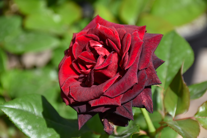 Black Baccara Rose (Rosa 'Black Baccara') at Green Thumb Nursery