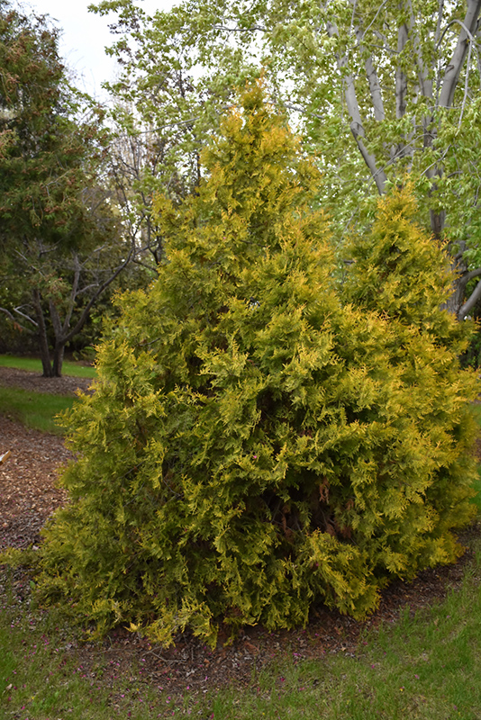 Golden Arborvitae (Thuja occidentalis 'Aurea') at Green Thumb Nursery