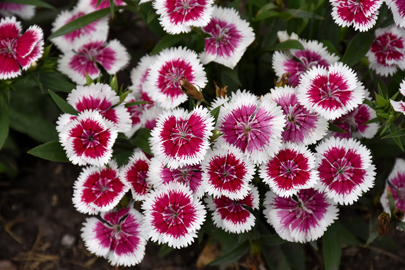 Floral Lace Picotee Pinks (Dianthus 'Floral Lace Picotee') at Green Thumb Nursery
