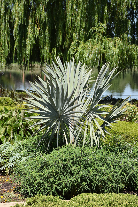 Bismarck Palm (Bismarckia nobilis) at Green Thumb Nursery