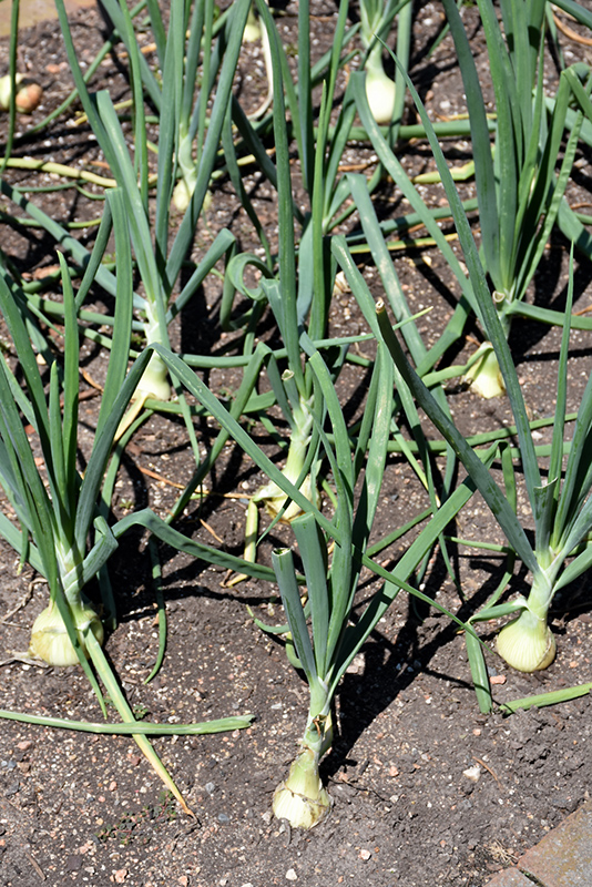 Walla Walla Onion (Allium cepa 'Walla Walla') at Green Thumb Nursery