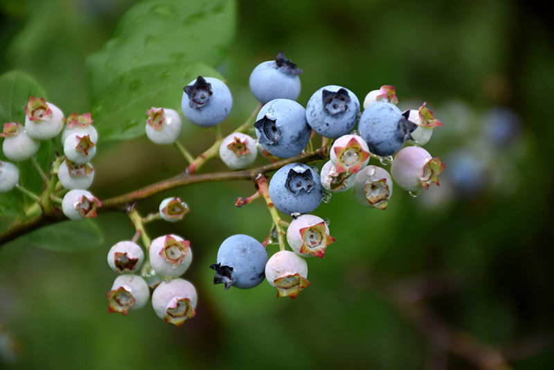 Highbush Blueberry (Vaccinium corymbosum) at Green Thumb Nursery