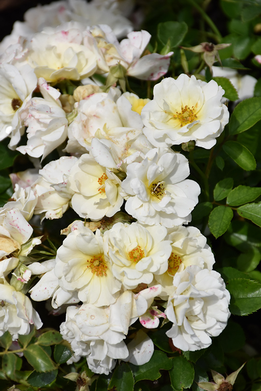 White Drift Rose (Rosa 'Meizorland') at Green Thumb Nursery