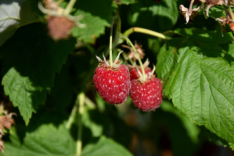 Canby Raspberry (Rubus 'Canby') at Green Thumb Nursery