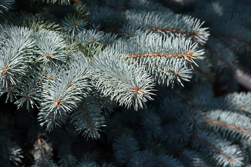 Baby Blue Blue Spruce (Picea pungens 'Baby Blue') at Green Thumb Nursery