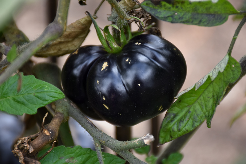 Black Beauty Tomato (Solanum lycopersicum 'Black Beauty') at Green Thumb Nursery