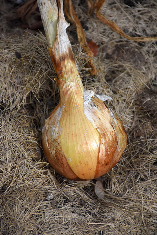 Yellow Sweet Spanish Onion (Allium cepa 'Yellow Sweet Spanish') at Green Thumb Nursery