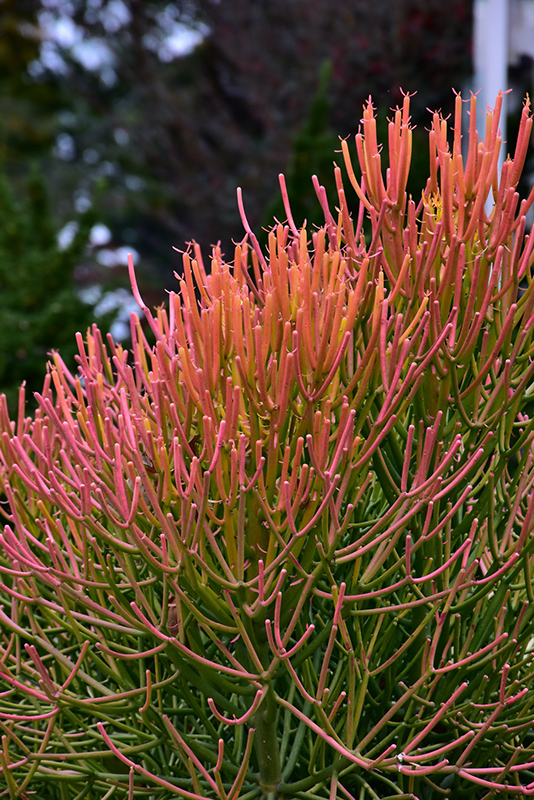 Sticks On Fire Red Pencil Tree (Euphorbia tirucalli 'Sticks On Fire') at Green Thumb Nursery