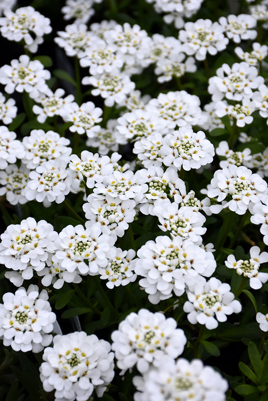 Purity Candytuft (Iberis sempervirens 'Purity') at Green Thumb Nursery