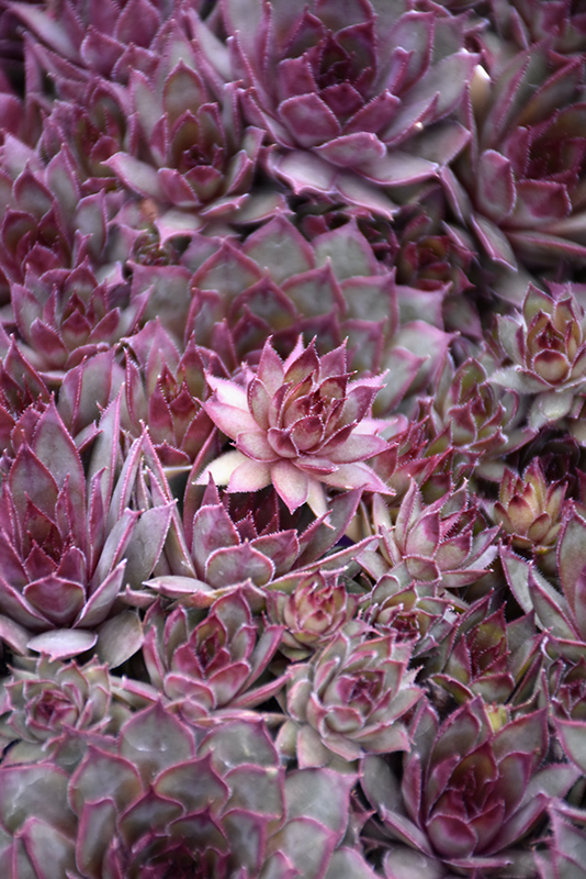 Red Beauty Hens And Chicks (Sempervivum 'Red Beauty') at Green Thumb Nursery