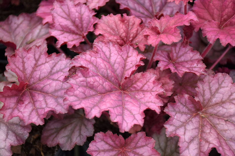 Berry Smoothie Coral Bells (Heuchera 'Berry Smoothie') at Green Thumb Nursery