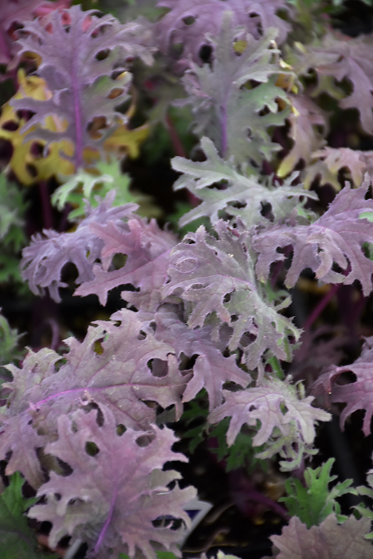 Red Russian Kale (Brassica napus var. pabularia 'Red Russian') at Green Thumb Nursery