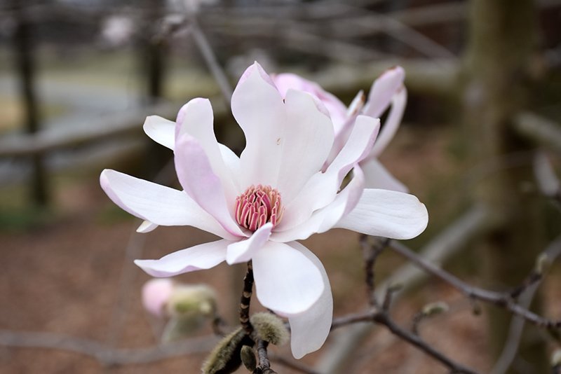 Star Magnolia (Magnolia stellata) at Green Thumb Nursery