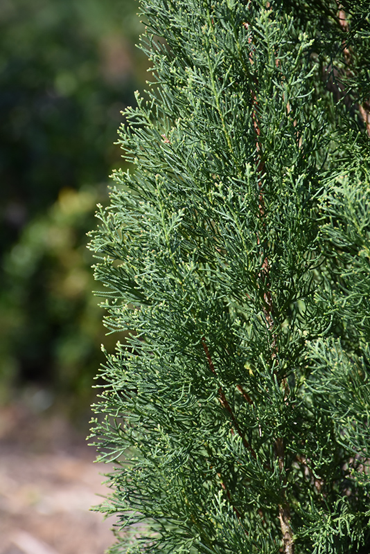 Blue Italian Cypress (Cupressus sempervirens 'Glauca') at Green Thumb Nursery