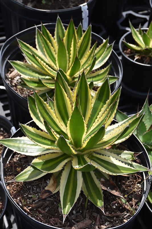 Quadricolor Century Plant (Agave lophantha 'Quadricolor') at Green Thumb Nursery