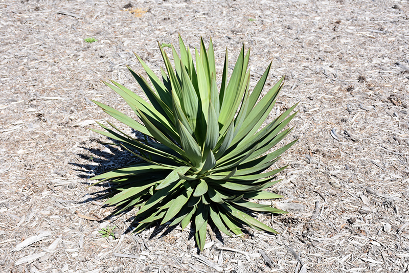 Lone Star Yucca (Yucca gloriosa 'Lone Star') at Green Thumb Nursery