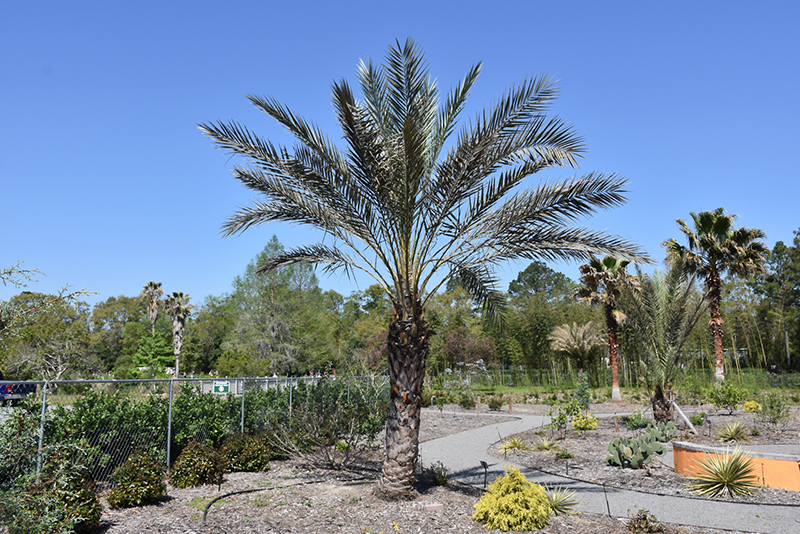 Date Palm (Phoenix dactylifera) at Green Thumb Nursery