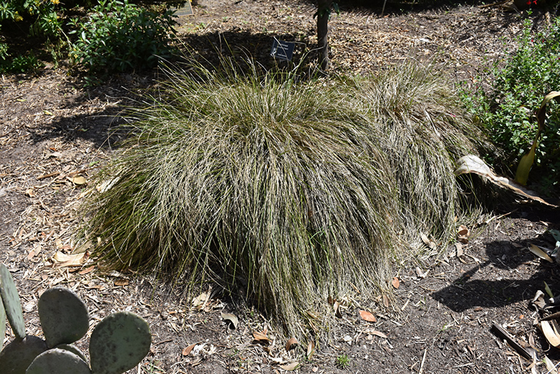 Breeze Dwarf Mat Rush (Lomandra longifolia 'LM300') at Green Thumb Nursery