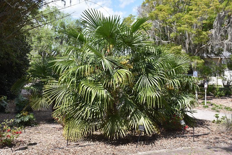 Windmill Palm (Trachycarpus fortunei) at Green Thumb Nursery