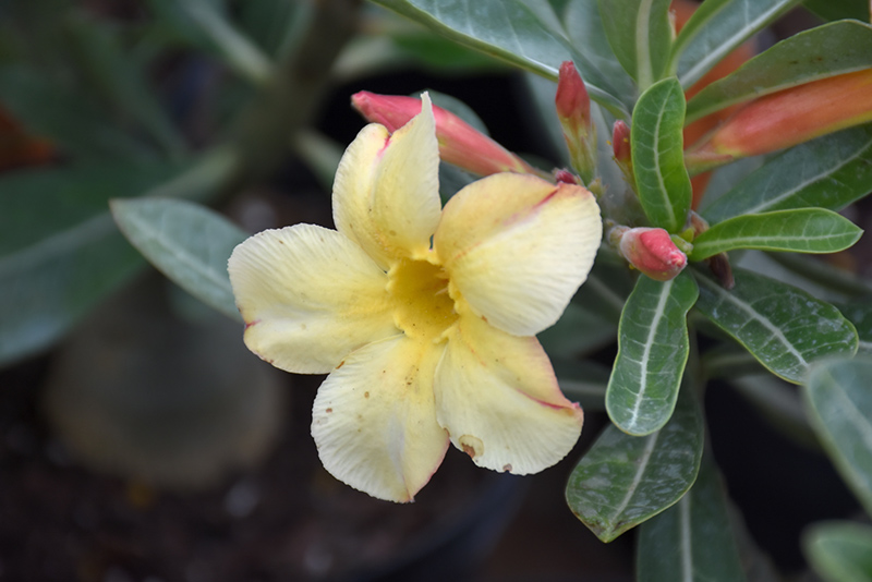 Yellow Desert Rose (Adenium obesum 'Yellow') at Green Thumb Nursery