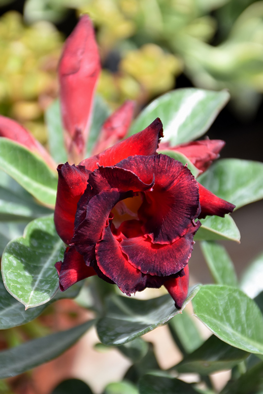 Red Skirt Desert Rose (Adenium obesum 'Red Skirt') at Green Thumb Nursery