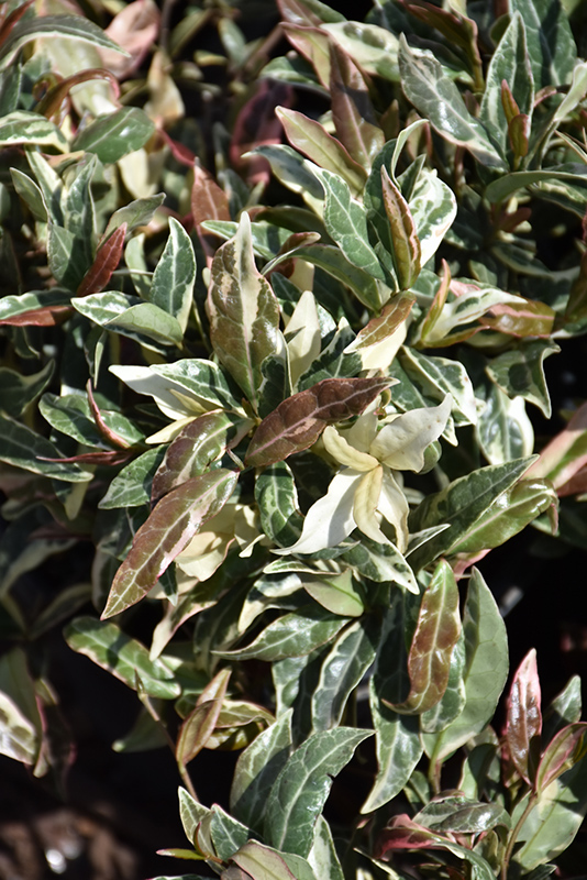 Minima Tricolor Asian Jasmine (Trachelospermum asiaticum 'Minima Tricolor') at Green Thumb Nursery