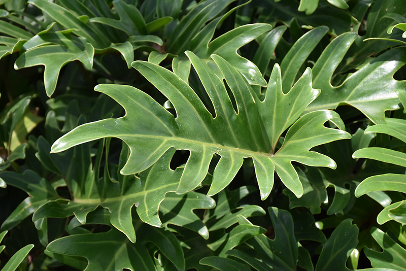 Xanadu Philodendron (Philodendron 'Winterbourn') at Green Thumb Nursery