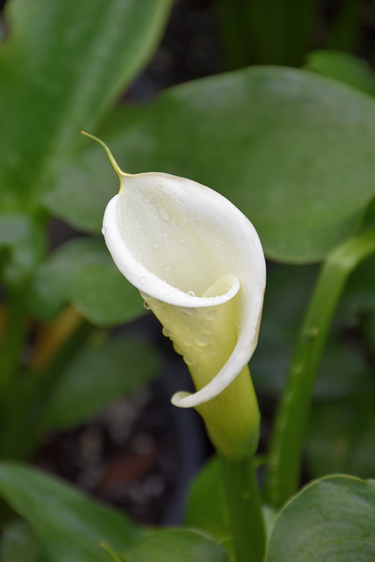 Large White Calla Lily (Zantedeschia aethiopica 'Large White') at Green Thumb Nursery