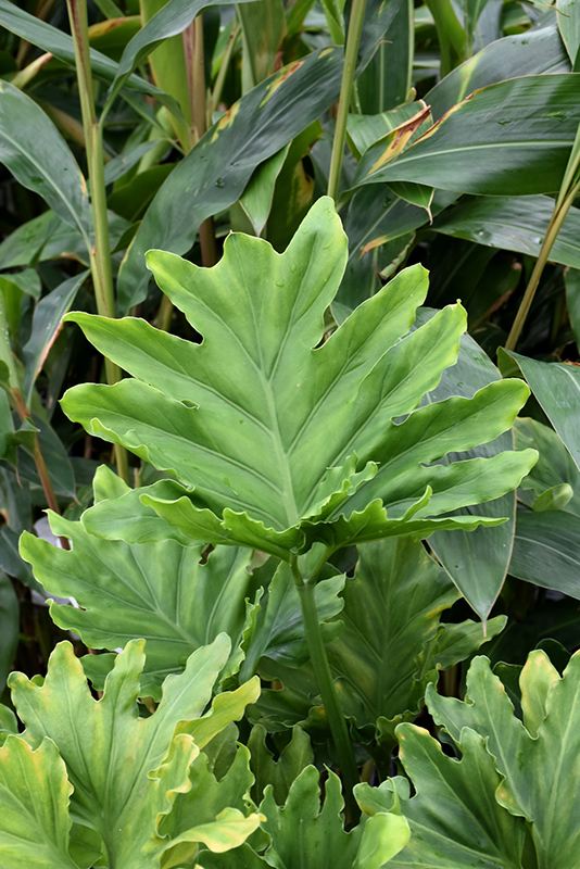 Hope Philodendron (Philodendron 'Hope') at Green Thumb Nursery