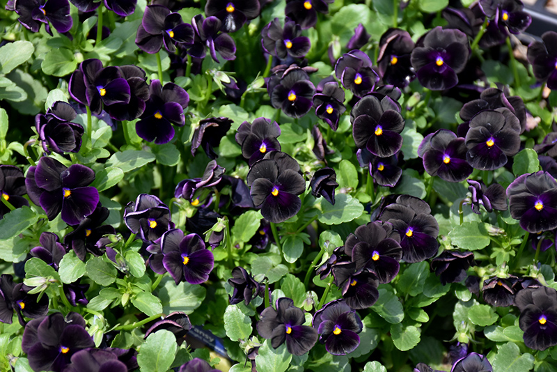 Sorbet Black Delight Pansy (Viola 'Sorbet Black Delight') at Green Thumb Nursery