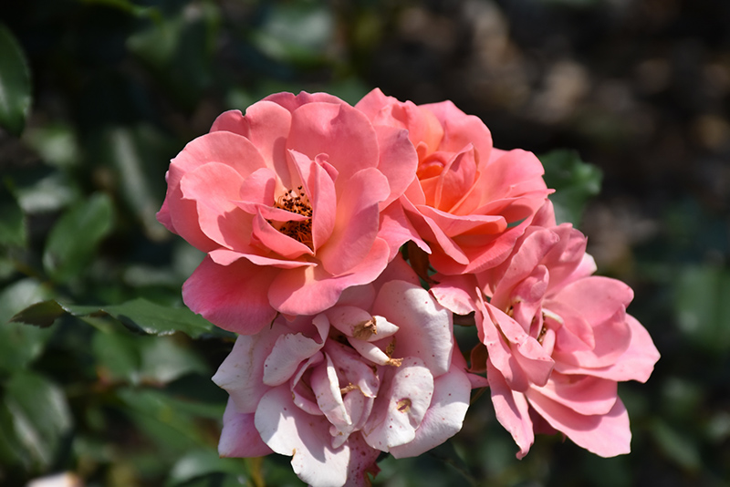 Coral Knock Out Rose (Rosa 'Radral') at Green Thumb Nursery