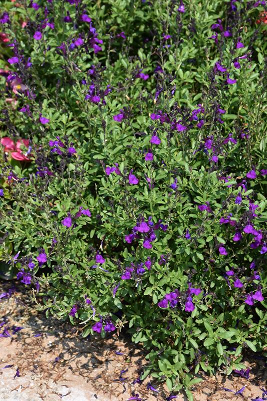 Mirage Deep Purple Autumn Sage (Salvia greggii 'Balmirdepur') at Green Thumb Nursery