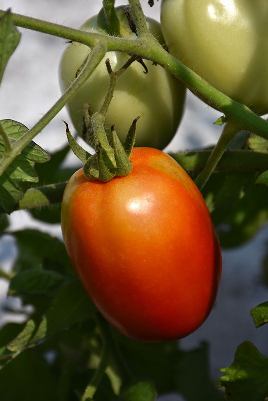 Roma Tomato (Solanum lycopersicum 'Roma') at Green Thumb Nursery