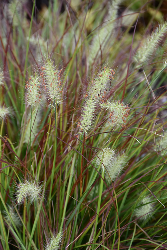 Burgundy Bunny Dwarf Fountain Grass (Pennisetum alopecuroides 'Burgundy Bunny') at Green Thumb Nursery