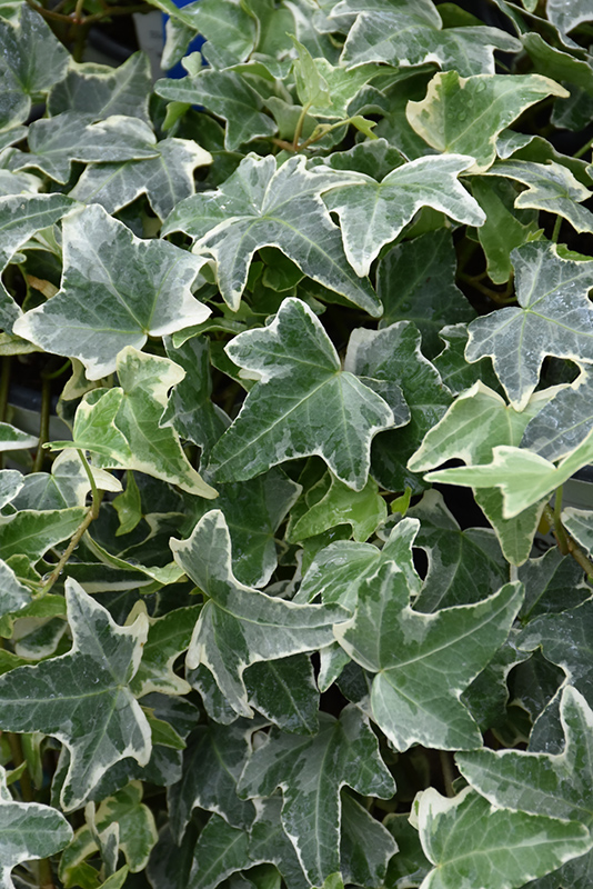 Anne Marie Ivy (Hedera helix 'Anne Marie') at Green Thumb Nursery