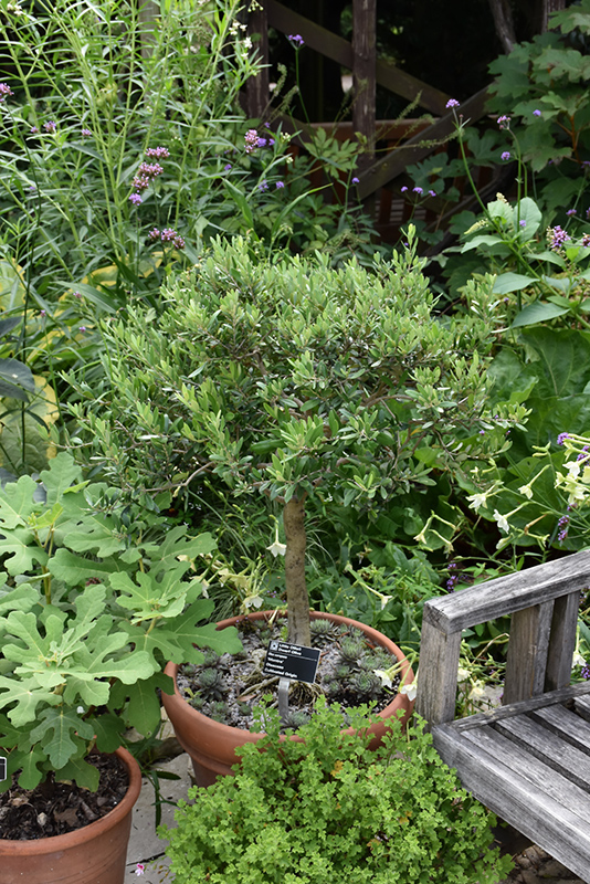 Little Ollie® Dwarf Olive (Olea europaea 'Montra') at Green Thumb Nursery