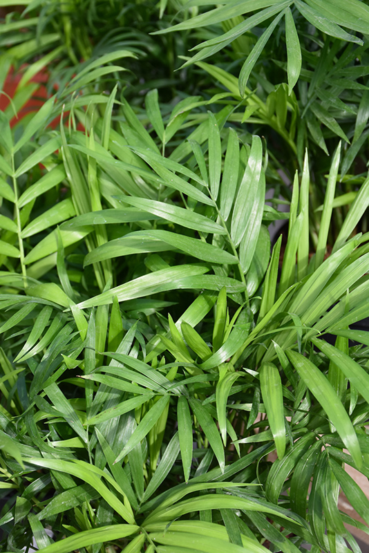 Parlor Palm (Chamaedorea elegans) at Green Thumb Nursery