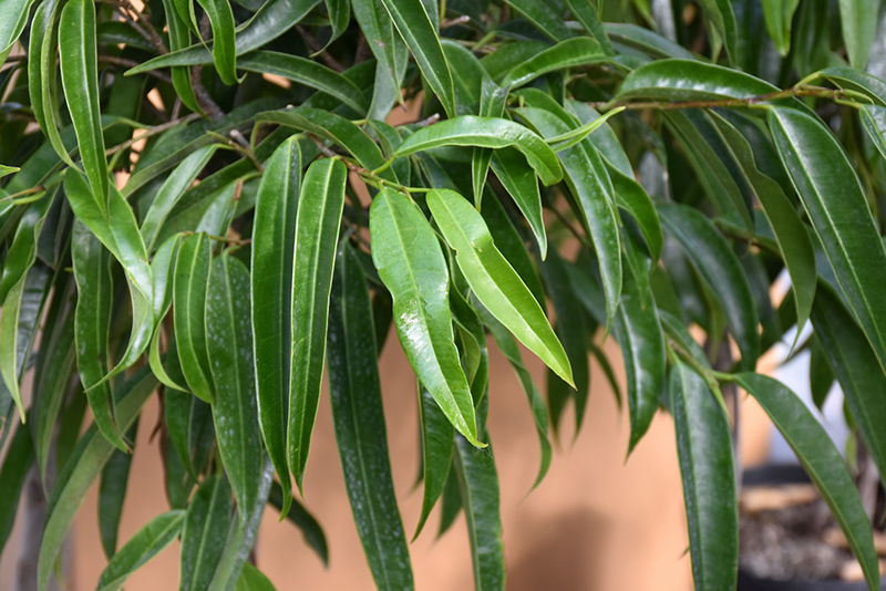 Alii Fig (Ficus maclellandii 'Alii') at Green Thumb Nursery