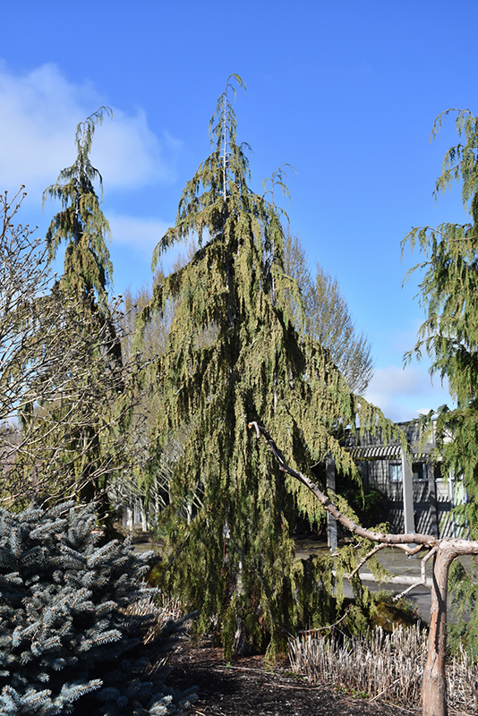Strict Weeping Nootka Cypress (Chamaecyparis nootkatensis 'Strict Weeping') at Green Thumb Nursery