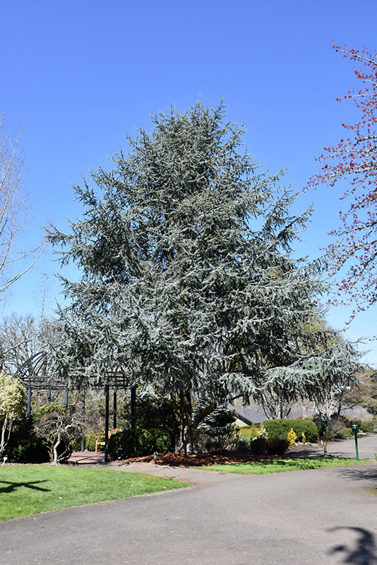 Blue Atlas Cedar (Cedrus atlantica 'Glauca') at Green Thumb Nursery