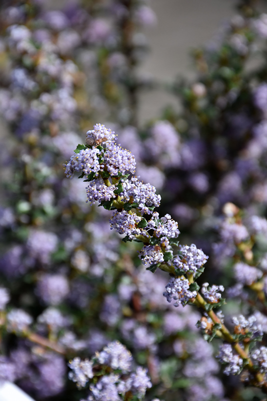 Blue Jeans California Lilac (Ceanothus 'Blue Jeans') at Green Thumb Nursery