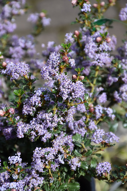 Blue Jeans California Lilac (Ceanothus 'Blue Jeans') at Green Thumb Nursery