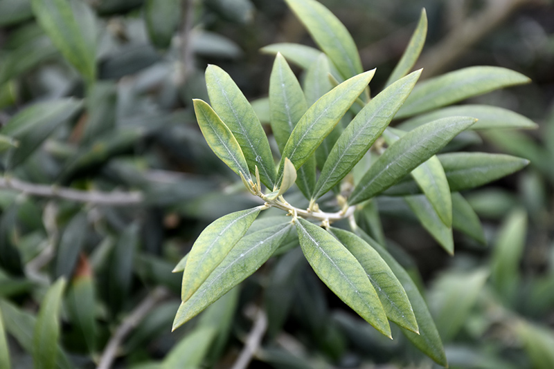Haas Improved Manzanillo European Olive (Olea europaea 'Haas Improved Manzanillo') at Green Thumb Nursery