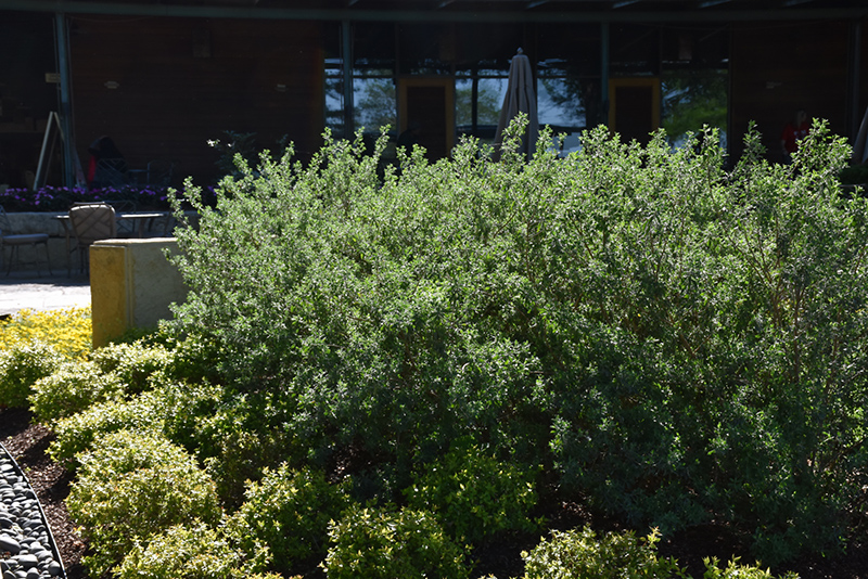 Texas Sage (Leucophyllum frutescens) at Green Thumb Nursery