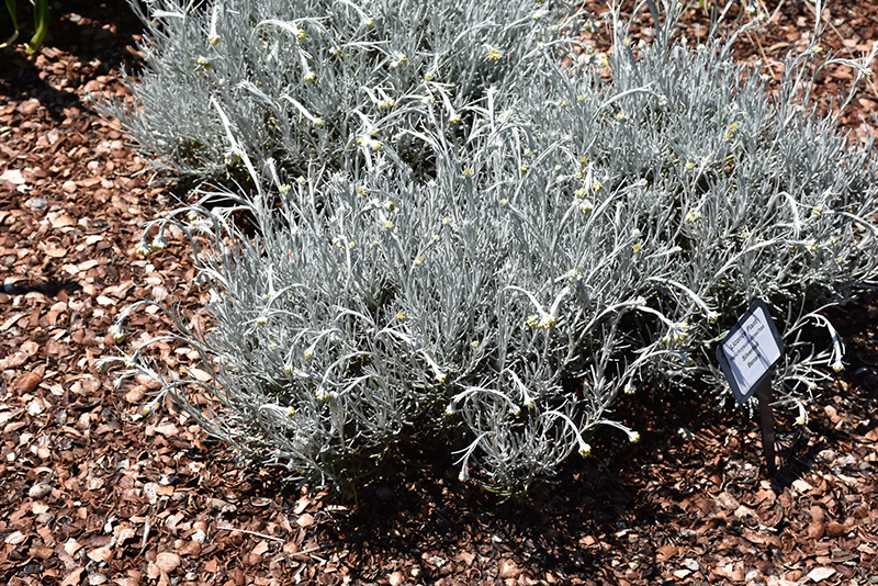 Silverball Curry Plant (Helichrysum stoechas 'Silverball') at Green Thumb Nursery