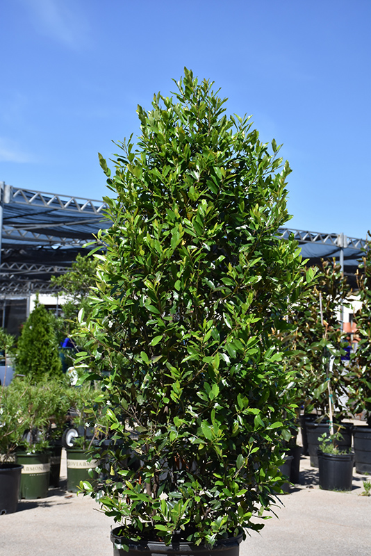 Bright 'N Tight Carolina Laurel (Prunus caroliniana 'Monus') at Green Thumb Nursery