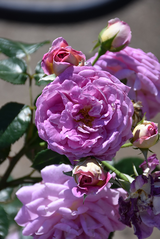 Arctic Blue Rose (Rosa 'WEKblufytirar') at Green Thumb Nursery