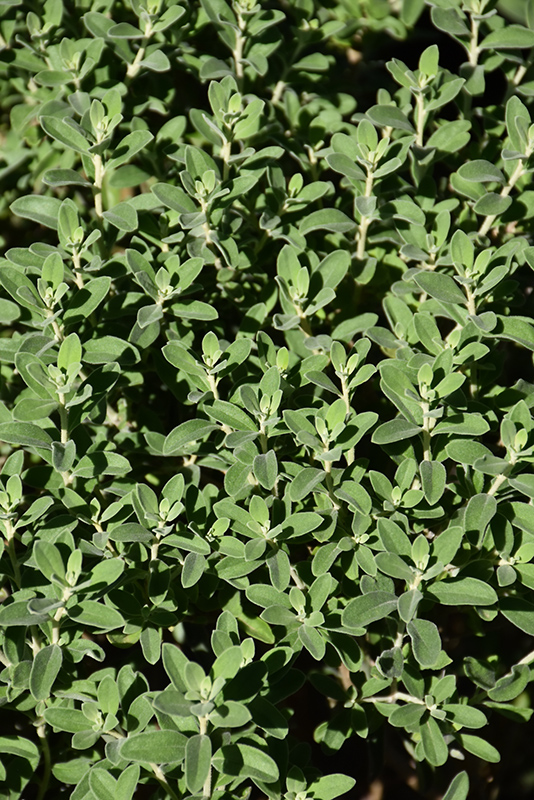 Green Cloud Texas Sage (Leucophyllum frutescens 'Green Cloud') at Green Thumb Nursery