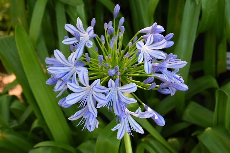 African Lily (Agapanthus africanus) at Green Thumb Nursery
